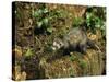 Polecat Ferret, Warwickshire, England, United Kingdom, Europe-Rainford Roy-Stretched Canvas