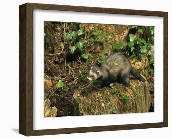 Polecat Ferret, Warwickshire, England, United Kingdom, Europe-Rainford Roy-Framed Photographic Print