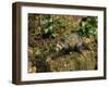 Polecat Ferret, Warwickshire, England, United Kingdom, Europe-Rainford Roy-Framed Photographic Print