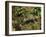 Polecat Ferret, Warwickshire, England, United Kingdom, Europe-Rainford Roy-Framed Photographic Print