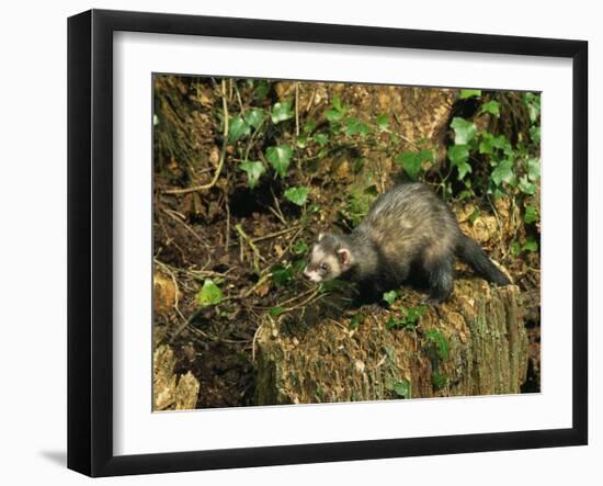 Polecat Ferret, Warwickshire, England, United Kingdom, Europe-Rainford Roy-Framed Photographic Print