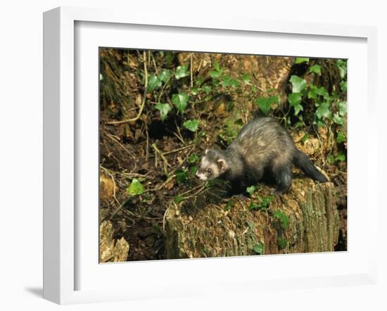 Polecat Ferret, Warwickshire, England, United Kingdom, Europe-Rainford Roy-Framed Photographic Print