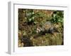 Polecat Ferret, Warwickshire, England, United Kingdom, Europe-Rainford Roy-Framed Photographic Print