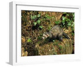 Polecat Ferret, Warwickshire, England, United Kingdom, Europe-Rainford Roy-Framed Photographic Print