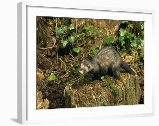 Polecat Ferret, Warwickshire, England, United Kingdom, Europe-Rainford Roy-Framed Photographic Print