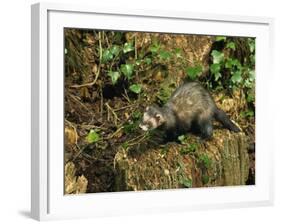 Polecat Ferret, Warwickshire, England, United Kingdom, Europe-Rainford Roy-Framed Photographic Print