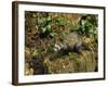 Polecat Ferret, Warwickshire, England, United Kingdom, Europe-Rainford Roy-Framed Photographic Print