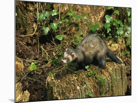 Polecat Ferret, Warwickshire, England, United Kingdom, Europe-Rainford Roy-Mounted Photographic Print