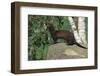 Polecat (Mustela Putorius), United Kingdom, Europe-Louise Murray-Framed Photographic Print