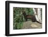 Polecat (Mustela Putorius), United Kingdom, Europe-Louise Murray-Framed Photographic Print