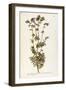 Polemoniaceae-null-Framed Giclee Print