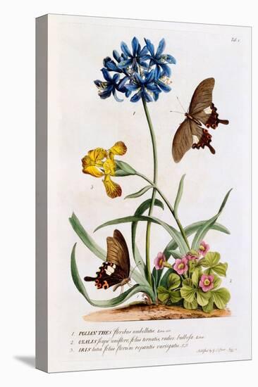 Polianthes, Oxalis and Iris, 1749-Georg Dionysius Ehret-Stretched Canvas