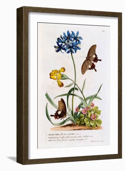 Polianthes, Oxalis and Iris, 1749-Georg Dionysius Ehret-Framed Giclee Print