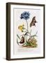 Polianthes, Oxalis and Iris, 1749-Georg Dionysius Ehret-Framed Giclee Print