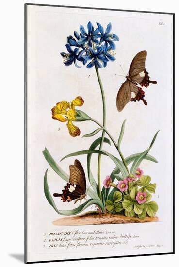 Polianthes, Oxalis and Iris, 1749-Georg Dionysius Ehret-Mounted Giclee Print