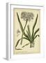 Polianthes, Pl. CCX-Phillip Miller-Framed Art Print