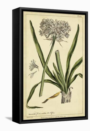 Polianthes, Pl. CCX-Phillip Miller-Framed Stretched Canvas