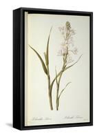 Polianthes Tuberosa, from 'Les Liliacees', 1806-Pierre-Joseph Redouté-Framed Stretched Canvas