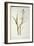 Polianthes Tuberosa, from 'Les Liliacees', 1806-Pierre-Joseph Redouté-Framed Giclee Print