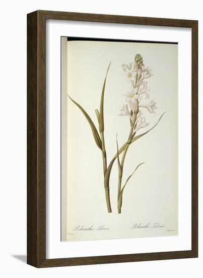 Polianthes Tuberosa, from 'Les Liliacees', 1806-Pierre-Joseph Redouté-Framed Giclee Print