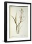 Polianthes Tuberosa, from 'Les Liliacees', 1806-Pierre-Joseph Redouté-Framed Giclee Print