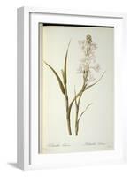 Polianthes Tuberosa, from 'Les Liliacees', 1806-Pierre-Joseph Redouté-Framed Giclee Print