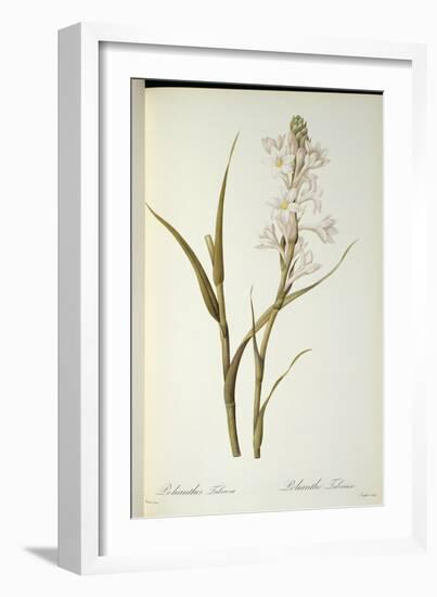 Polianthes Tuberosa, from 'Les Liliacees', 1806-Pierre-Joseph Redouté-Framed Giclee Print