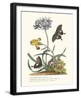 Polianthius, Oxalis and Iris-Georg Ehret-Framed Giclee Print