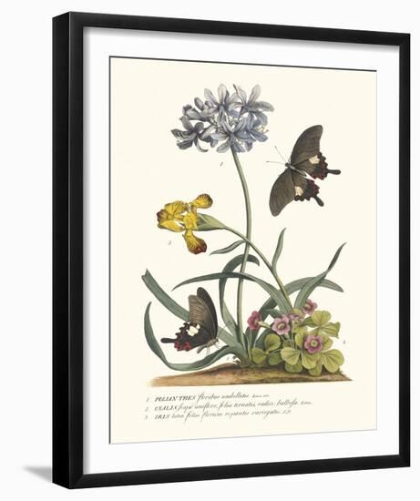 Polianthius, Oxalis and Iris-Georg Ehret-Framed Giclee Print