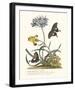 Polianthius, Oxalis and Iris-Georg Ehret-Framed Giclee Print