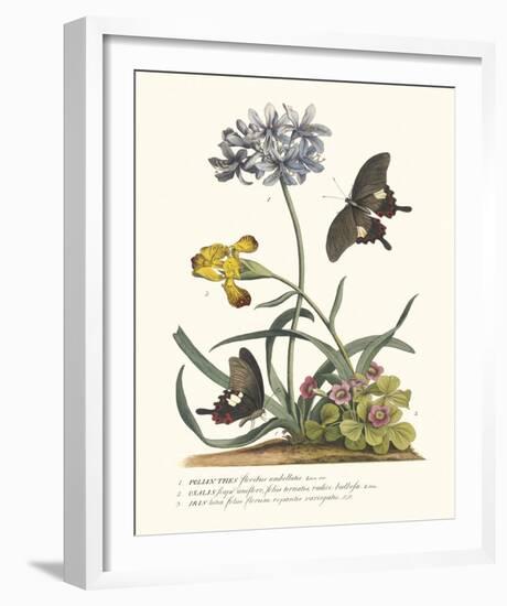 Polianthius, Oxalis and Iris-Georg Ehret-Framed Giclee Print