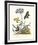 Polianthius, Oxalis and Iris-Georg Ehret-Framed Giclee Print