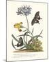 Polianthius, Oxalis and Iris-Georg Ehret-Mounted Giclee Print