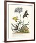 Polianthius, Oxalis and Iris-Georg Ehret-Framed Giclee Print