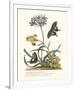 Polianthius, Oxalis and Iris-Georg Ehret-Framed Giclee Print