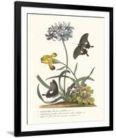 Polianthius, Oxalis and Iris-Georg Ehret-Framed Giclee Print