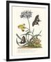 Polianthius, Oxalis and Iris-Georg Ehret-Framed Giclee Print