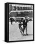 Police Dog Handler Setting Dog on Criminal Victim in Simulation Metropolitan Police-null-Framed Stretched Canvas