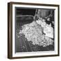 Police Guarding $500,000 in Silver Being Used During a WWII War Bond Rally in a Gambling Casino-John Florea-Framed Photographic Print