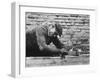 Polish Carpenter in Zakopano-Paul Schutzer-Framed Photographic Print