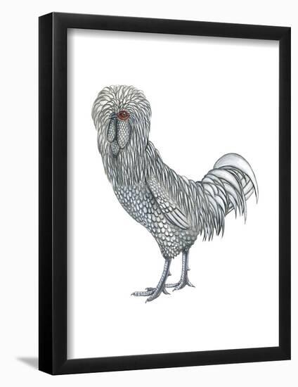 Polish (Gallus Gallus Domesticus), Rooster, Poultry, Birds-Encyclopaedia Britannica-Framed Poster