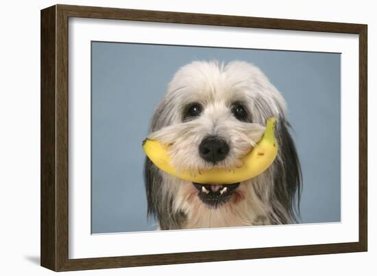 Polish Lowland Sheep Holding a Banana-null-Framed Photographic Print