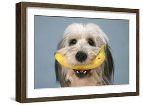 Polish Lowland Sheep Holding a Banana-null-Framed Photographic Print