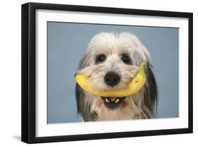 Polish Lowland Sheep Holding a Banana-null-Framed Photographic Print