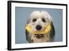 Polish Lowland Sheep Holding a Banana-null-Framed Photographic Print