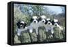 Polish Lowland Sheepdog Puppies-null-Framed Stretched Canvas