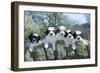 Polish Lowland Sheepdog Puppies-null-Framed Photographic Print