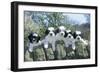 Polish Lowland Sheepdog Puppies-null-Framed Photographic Print