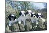 Polish Lowland Sheepdog Puppies-null-Mounted Photographic Print