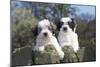 Polish Lowland Sheepdog Puppies-null-Mounted Photographic Print